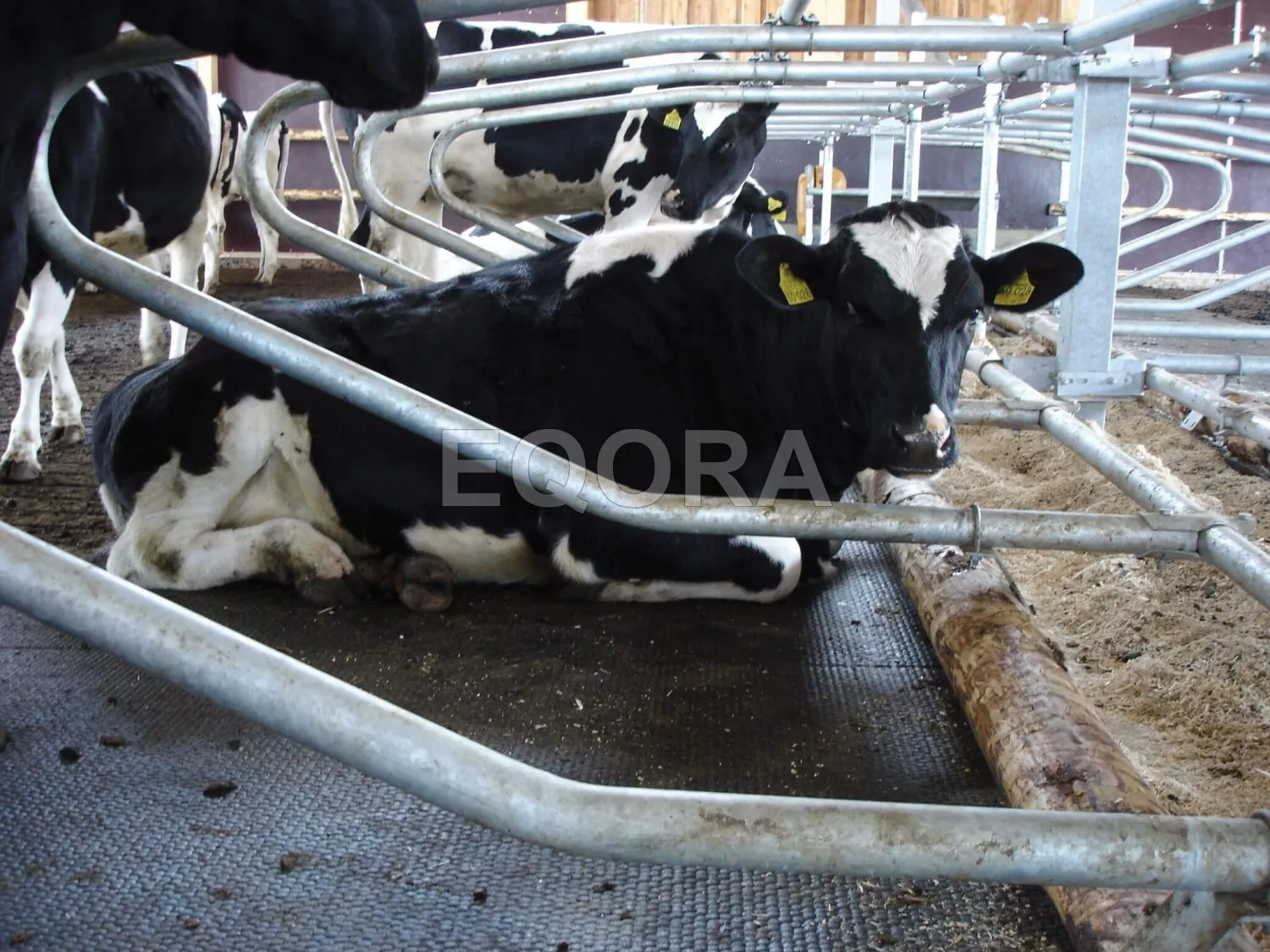 Резиновые маты из крошки для коров и КРС в Клине